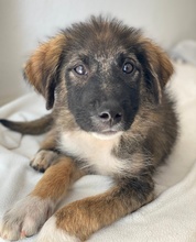 MOGLITO, Hund, Mischlingshund in Griechenland - Bild 3