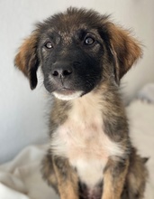 MOGLITO, Hund, Mischlingshund in Griechenland - Bild 4