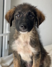 MOGLITO, Hund, Mischlingshund in Griechenland - Bild 5
