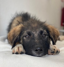 MOGLITO, Hund, Mischlingshund in Griechenland - Bild 7