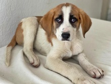 PIMOCK, Hund, Mischlingshund in Griechenland - Bild 1