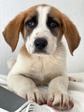 PIMOCK, Hund, Mischlingshund in Griechenland - Bild 10