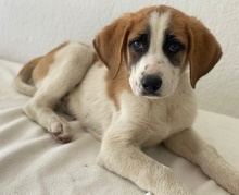 PIMOCK, Hund, Mischlingshund in Griechenland - Bild 11