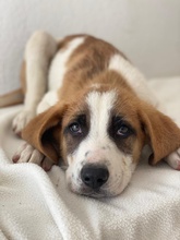 PIMOCK, Hund, Mischlingshund in Griechenland - Bild 12