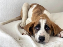 PIMOCK, Hund, Mischlingshund in Griechenland - Bild 13
