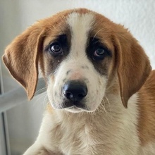 PIMOCK, Hund, Mischlingshund in Griechenland - Bild 14