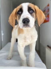 PIMOCK, Hund, Mischlingshund in Griechenland - Bild 2