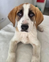 PIMOCK, Hund, Mischlingshund in Griechenland - Bild 3