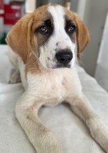PIMOCK, Hund, Mischlingshund in Griechenland - Bild 4