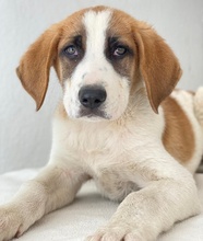 PIMOCK, Hund, Mischlingshund in Griechenland - Bild 5