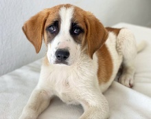 PIMOCK, Hund, Mischlingshund in Griechenland - Bild 6
