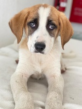 PIMOCK, Hund, Mischlingshund in Griechenland - Bild 7