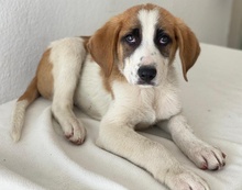 PIMOCK, Hund, Mischlingshund in Griechenland - Bild 8