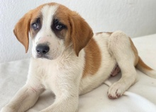 PIMOCK, Hund, Mischlingshund in Griechenland - Bild 9