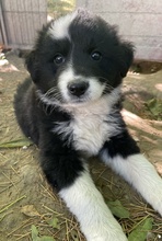 OLIVER, Hund, Mischlingshund in Griechenland - Bild 3
