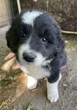 OLIVER, Hund, Mischlingshund in Griechenland - Bild 7