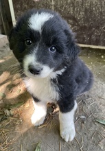 OLIVER, Hund, Mischlingshund in Griechenland - Bild 8