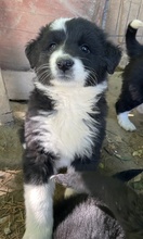 OLIVER, Hund, Mischlingshund in Griechenland - Bild 9