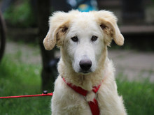 PIETRO, Hund, Mischlingshund in Lindlar - Bild 1
