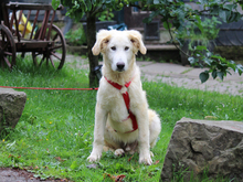 PIETRO, Hund, Mischlingshund in Lindlar - Bild 2