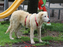 PIETRO, Hund, Mischlingshund in Lindlar - Bild 3
