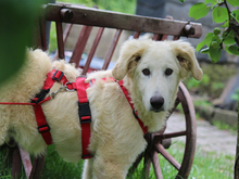 PIETRO, Hund, Mischlingshund in Lindlar - Bild 5