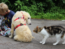 PIETRO, Hund, Mischlingshund in Lindlar - Bild 6