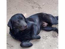 CAROLINO, Hund, Labrador Retriever in Solingen - Bild 1