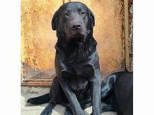 CAROLINO, Hund, Labrador Retriever in Solingen - Bild 2