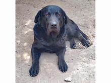 CAROLINO, Hund, Labrador Retriever in Solingen - Bild 3