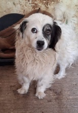 HANYO, Hund, Mischlingshund in Griechenland - Bild 1