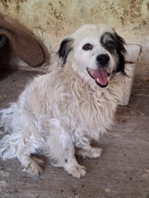 HANYO, Hund, Mischlingshund in Griechenland - Bild 3