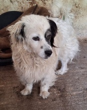 HANYO, Hund, Mischlingshund in Griechenland - Bild 6