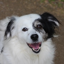 HANYO, Hund, Mischlingshund in Lübeck