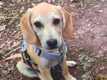 ETTO, Hund, Mischlingshund in Kempen - Bild 2