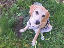 ETTO, Hund, Mischlingshund in Kempen - Bild 3