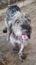 CHARO, Hund, Mischlingshund in Griechenland