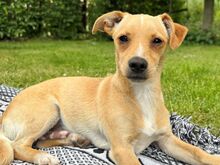 PORTOS, Hund, Pinscher-Mix in Xanten - Bild 1