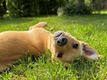 PORTOS, Hund, Pinscher-Mix in Xanten - Bild 2