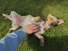PORTOS, Hund, Pinscher-Mix in Xanten - Bild 3