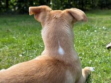 PORTOS, Hund, Pinscher-Mix in Xanten - Bild 4
