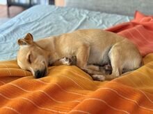 PORTOS, Hund, Pinscher-Mix in Xanten - Bild 5