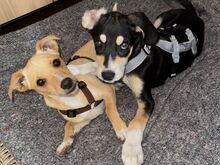 PORTOS, Hund, Pinscher-Mix in Xanten - Bild 6
