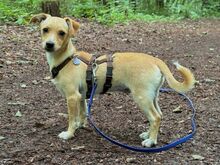 PORTOS, Hund, Pinscher-Mix in Xanten - Bild 7
