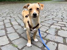 PORTOS, Hund, Pinscher-Mix in Xanten - Bild 9