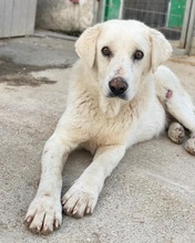 LOSCANO, Hund, Mischlingshund in Griechenland