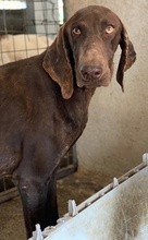 BOWIE, Hund, Mischlingshund in Griechenland - Bild 11