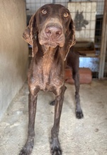 BOWIE, Hund, Mischlingshund in Griechenland - Bild 5