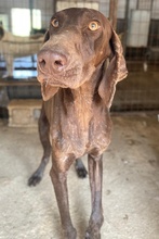 BOWIE, Hund, Mischlingshund in Griechenland - Bild 8