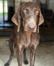 BOWIE, Hund, Mischlingshund in Griechenland - Bild 9